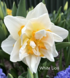White-Lion-AMS