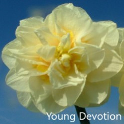 Young-Devotion-AMS