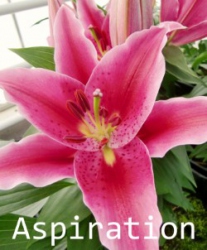 Aspiration