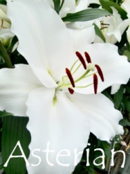 Asterian