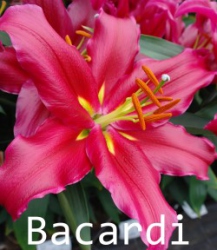 Bacardi