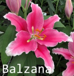 Balzana