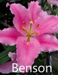 Benson