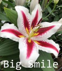 Big-Smile