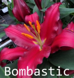 Bombastic
