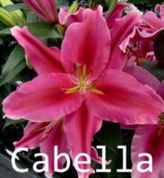 Cabella
