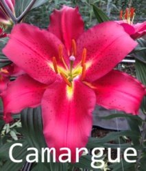 Camargue