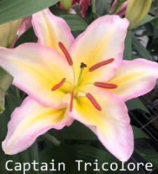 Captain-Tricolore
