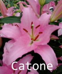 Catone