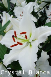 Crystal-Blanca