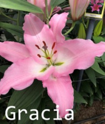 Gracia