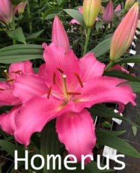 Homerus