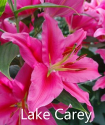 Lake-Carey