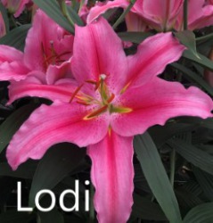 Lodi