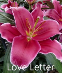 Love-Letter