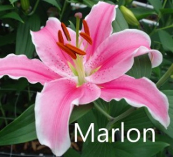 Marlon