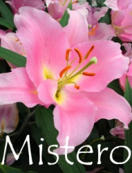 Mistero