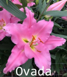 Ovada