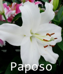 Paposo-LO