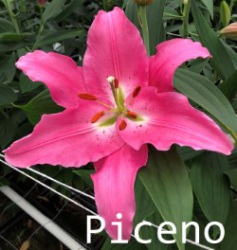 Piceno