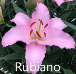 Rubiano