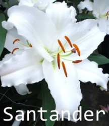 Santander