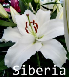 Siberia