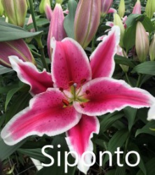 Siponto