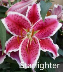 Starfighter
