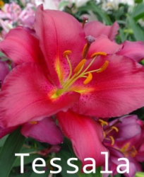Tessala