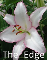The-Edge