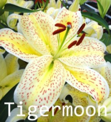 Tigermoon