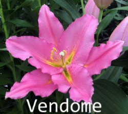 Vendome