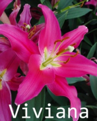 Viviana