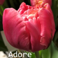 Adore