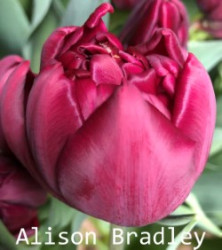 Alison-Bradley