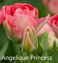 Angelique-Princess