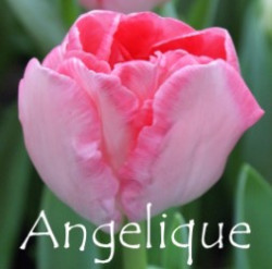 Angelique