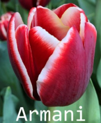 Armani