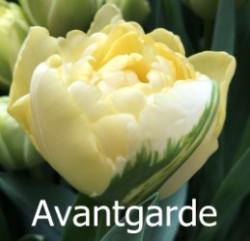 Avantgarde
