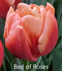 Bed-of-Roses