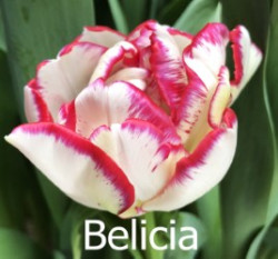 Belicia