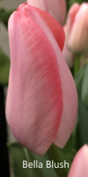 Bella-Blush