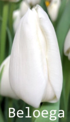 Beloega