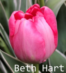 Beth-Hart