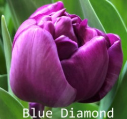 Blue-Diamond