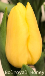 Bolroyal-Honey