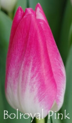 Bolroyal-Pink
