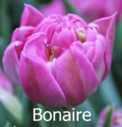 Bonaire