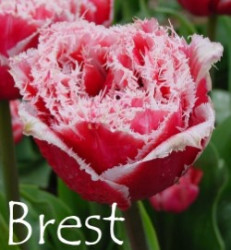 Brest